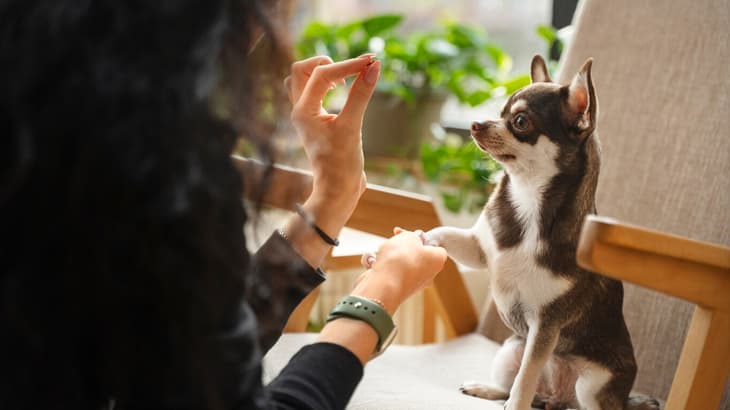 A Few Firsts That A Paw-Rent Should Teach Their Pet