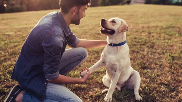 Torrance Tails: A Guide to Pet-friendly Activities in the South Bay