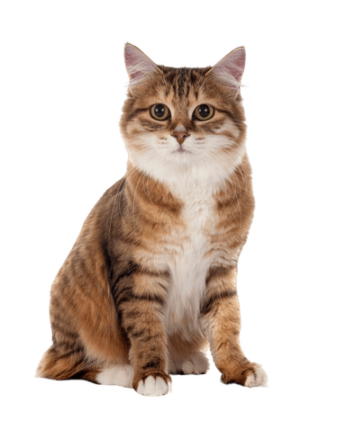 paw